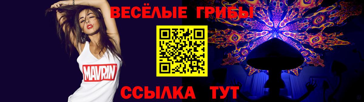 Псилоцибиновые грибы Psilocybe  Вход с VPN  Горно-Алтайск 
